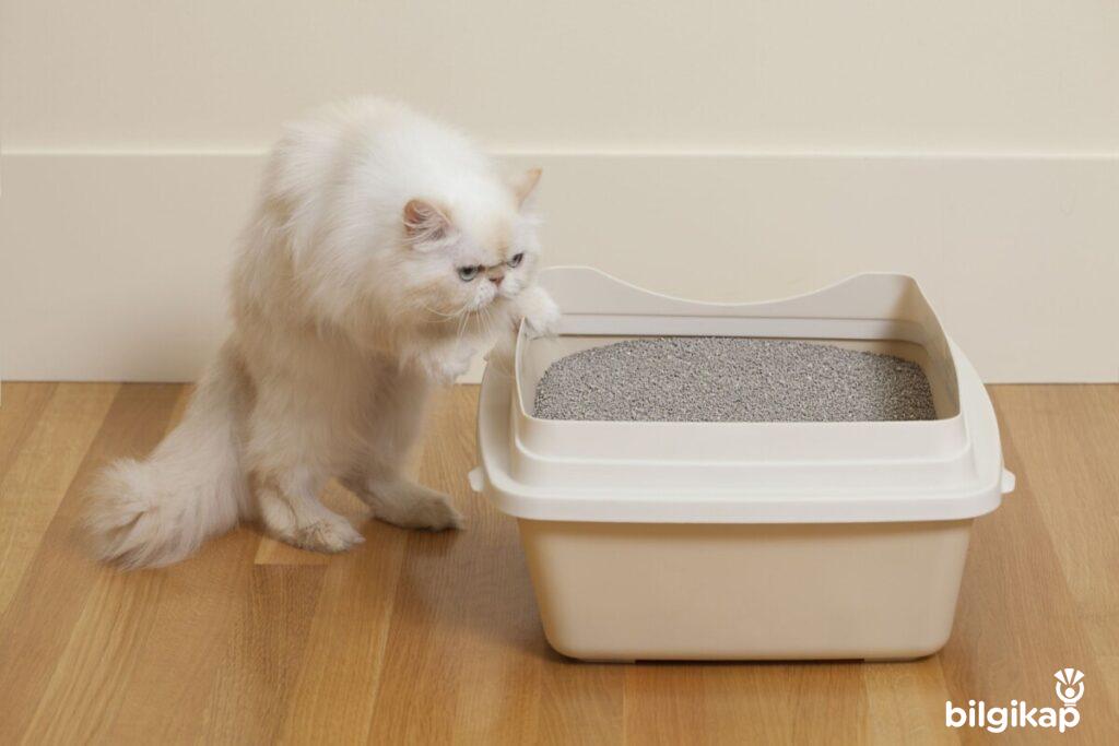 Kediler De Tuvalet Eğitimi  Evcil Hayvanlar Kedi Bakımı